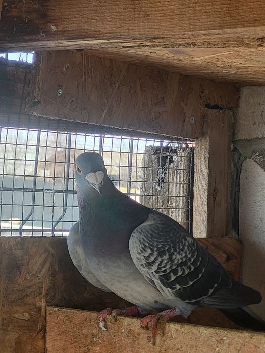 Voiajori de concursuri