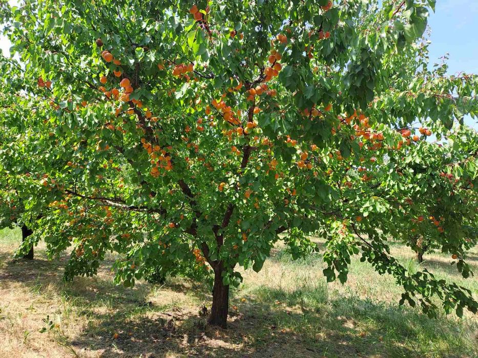 Продаваме кайсии за ракия сорт Мъркулещи