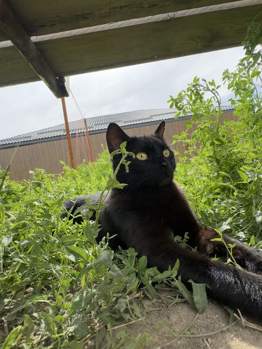 Отдам котика в добрые руки !