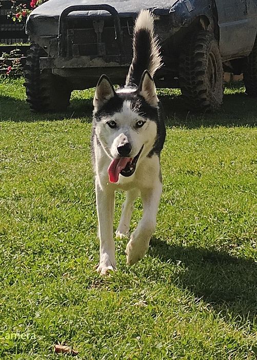 Donez câine husky