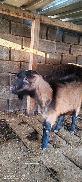 Ешкі, теке козёл сатылады