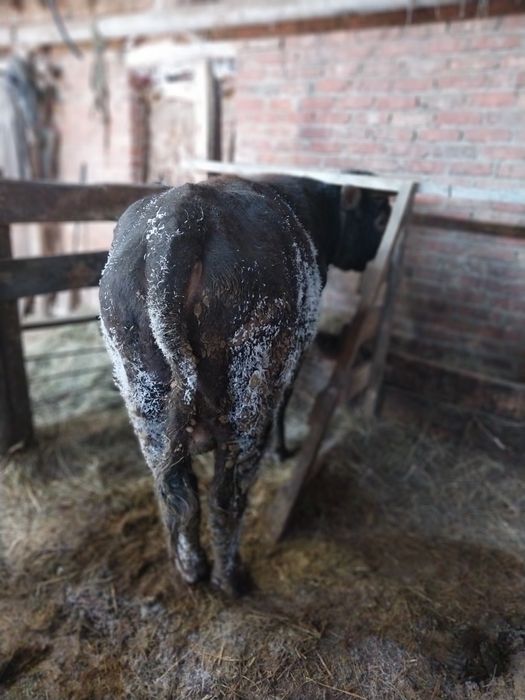 Продам быка  на племя.