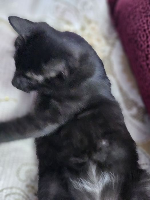 Котенок мальчик...