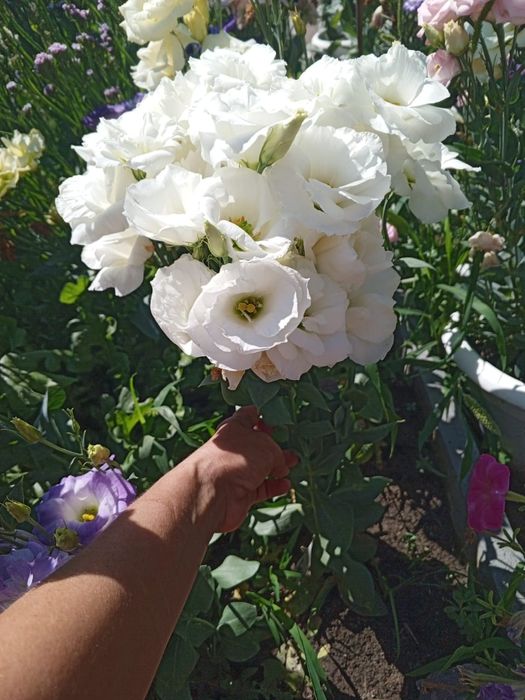 Цветы. Цветы. Цветы.