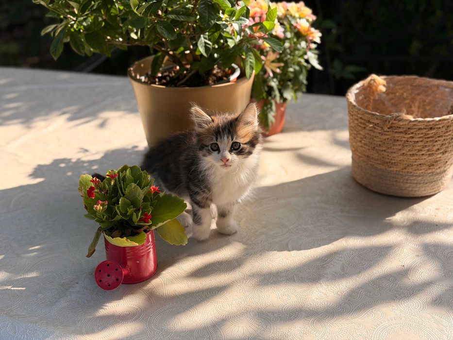 Мейн Куун котета