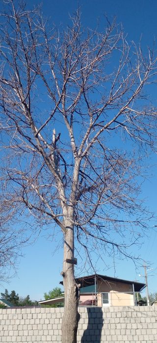 Енгок дарахт 4 туп 30 йиллик