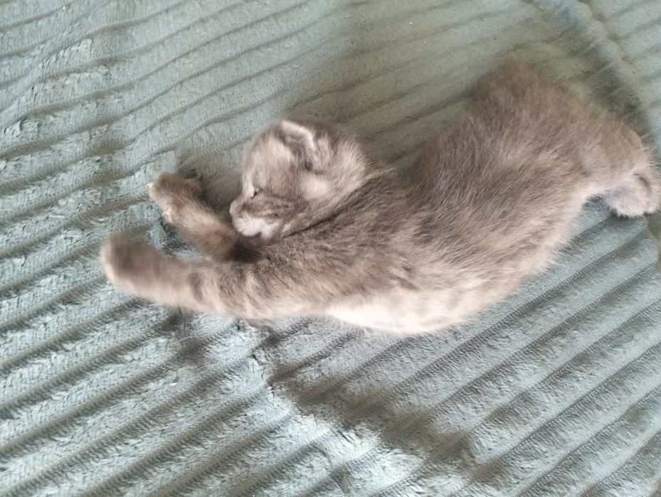 Продам котят месяц и неделя им