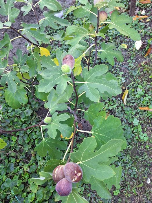 Smochini cu fructe mov , diverse marimi