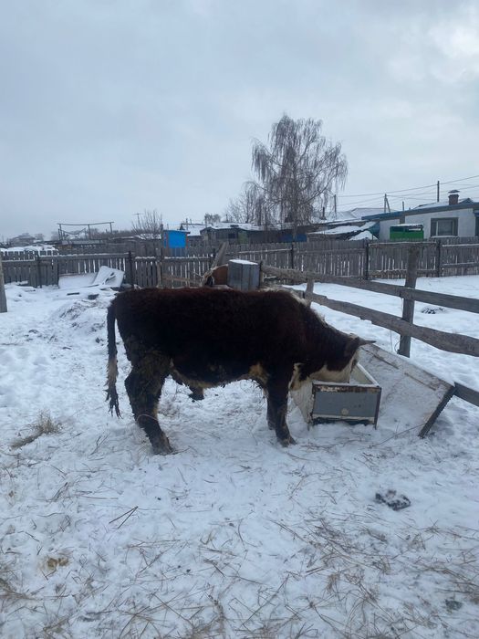 Продам быка      .