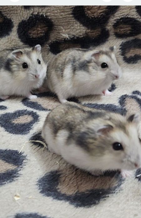 Vând hamsteri pereche și 2 pui