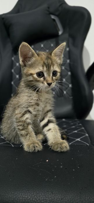 Котёнок, девочка, 3 мес