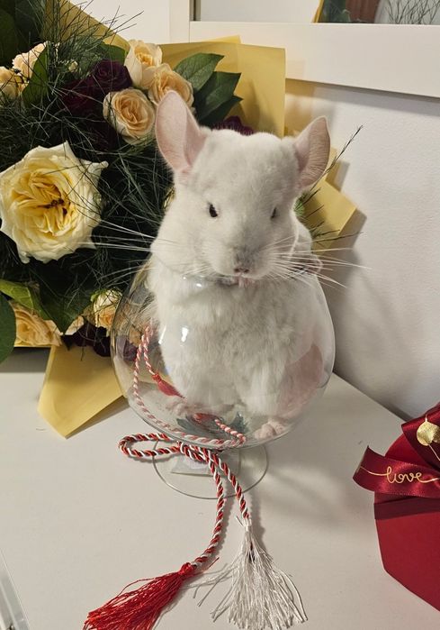 Vand Chinchilla albă