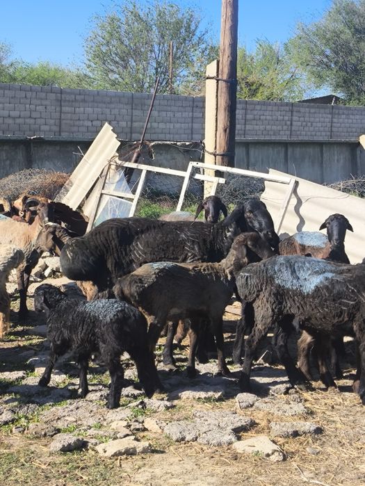 Қошқар 3 жасар. Бойы белден келеді.