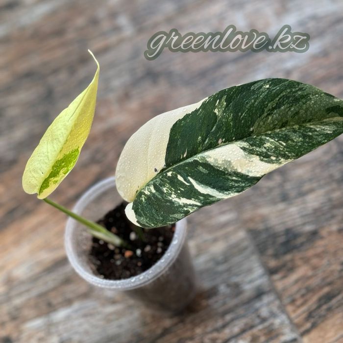 Филодендроны в ассортименте