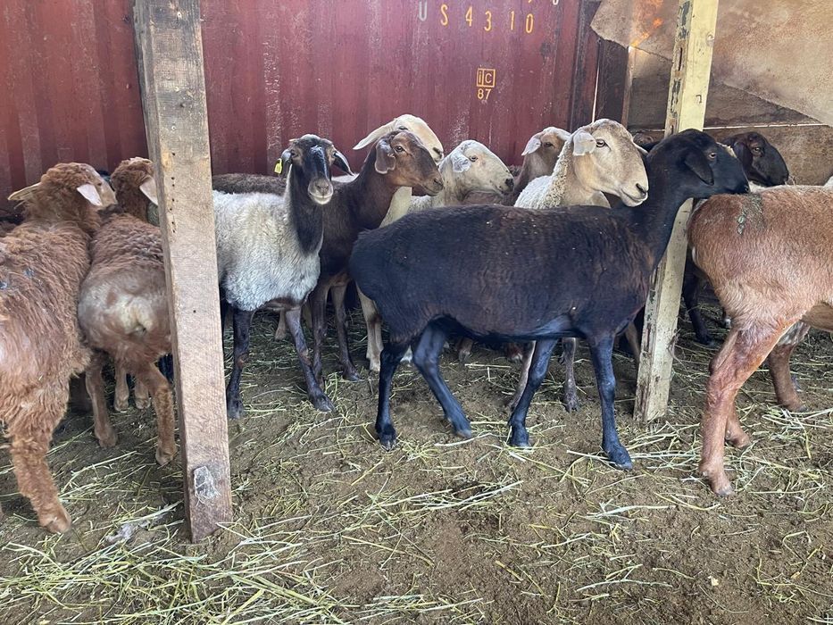 Семіз қой сатылады