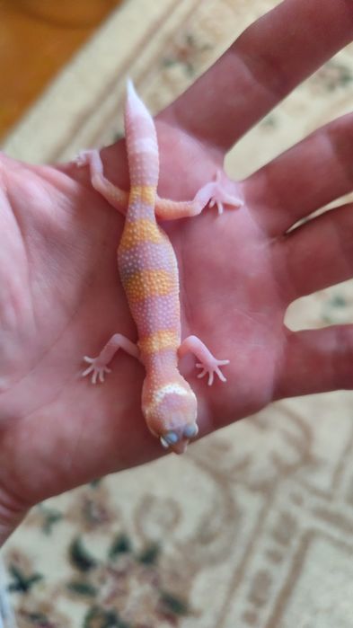 Продам милых деток экушей