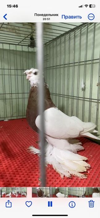 Продаеться капкан самец