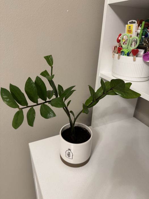 Замиокулькас (долларовое дерево)