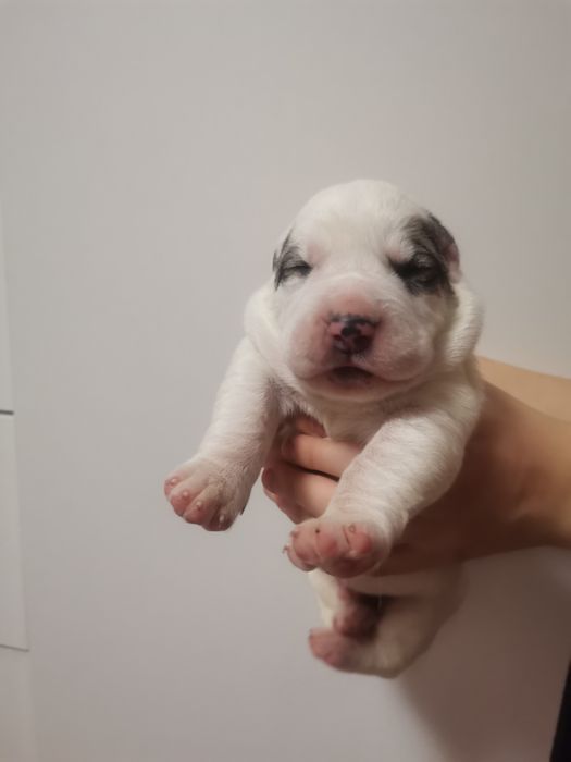 Щенки Алабайчики