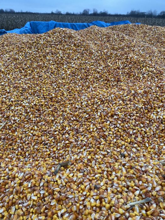 Vand porumb pret 110 negociabil