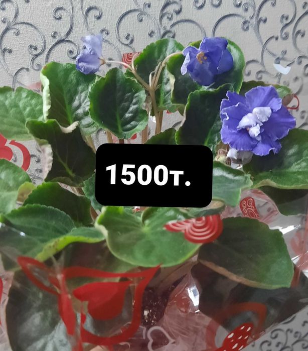 Продам цветущие фиалки