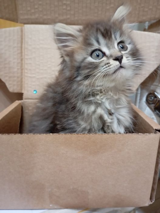 Отдам котят в добрые руки