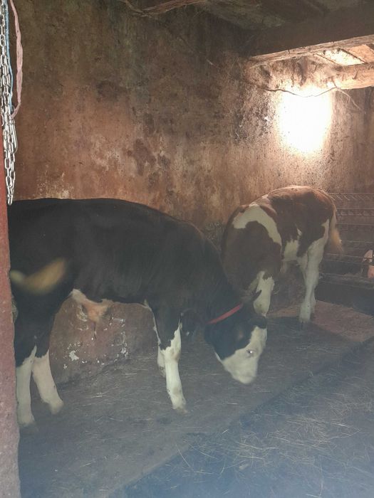 Vand 2 vitei de 5 luni mai multe detalii la telefon 0742694136