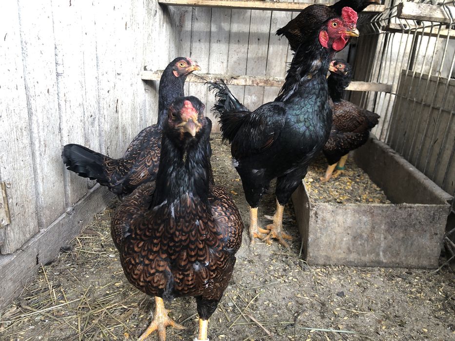 Urgent Cocosi rasa mare brahma, wiandotte, rhode island, cichinchina