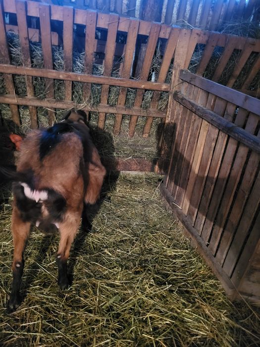 Alpina la prima fatare