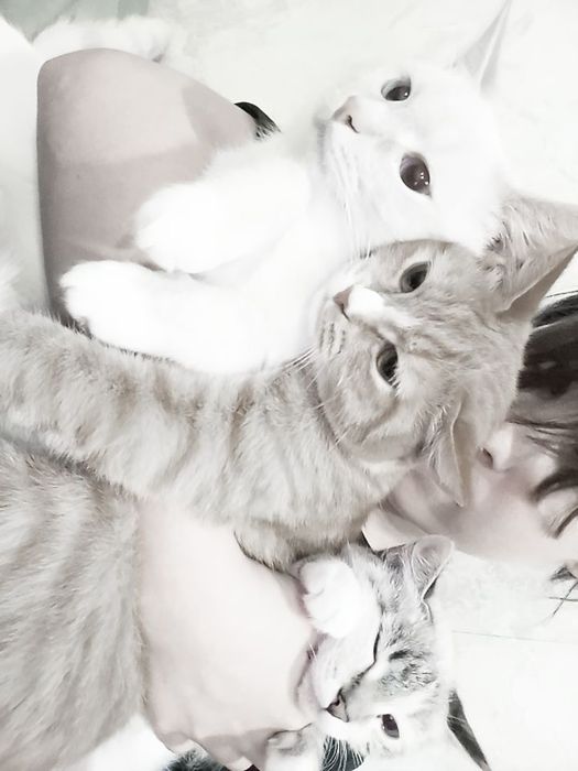 Продаем котят, уличных