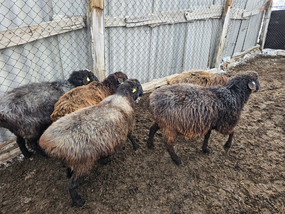 Ұрғашы қой сатылады