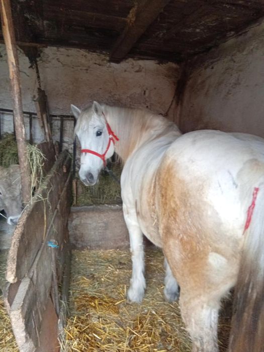 Vând iapa de lucru 7 ani bună de tras