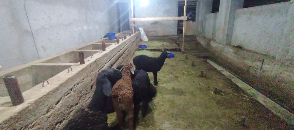 Тоқты қошқар бар