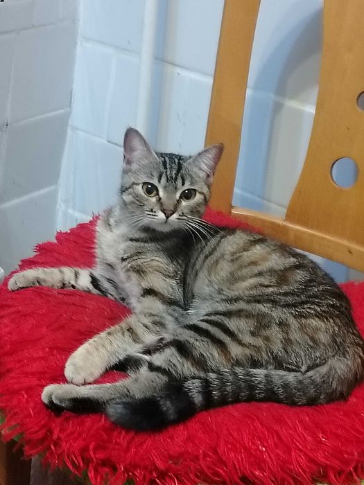 Отдам ласковую кошечку