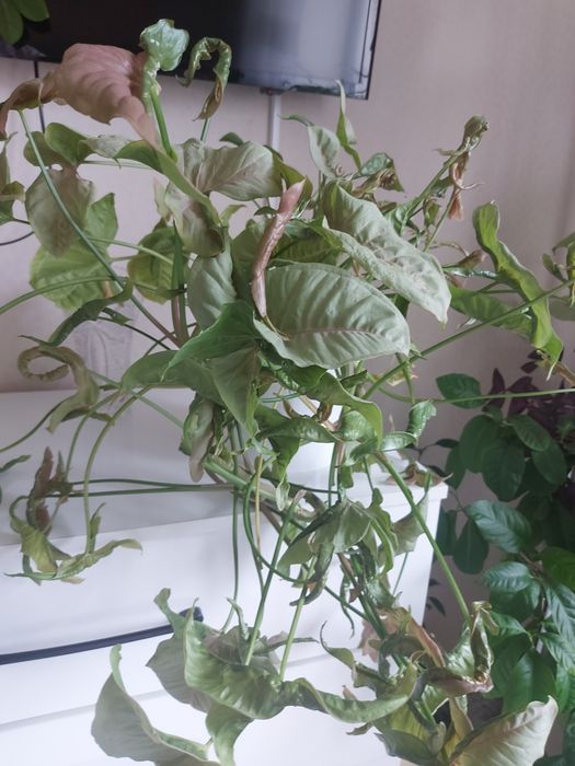 Комнатный цветы  сингониумы