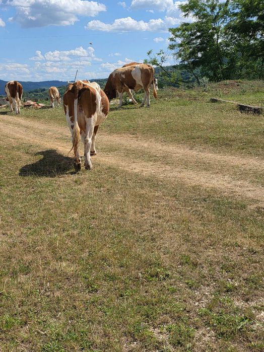 Două vaci și un taur de montă.