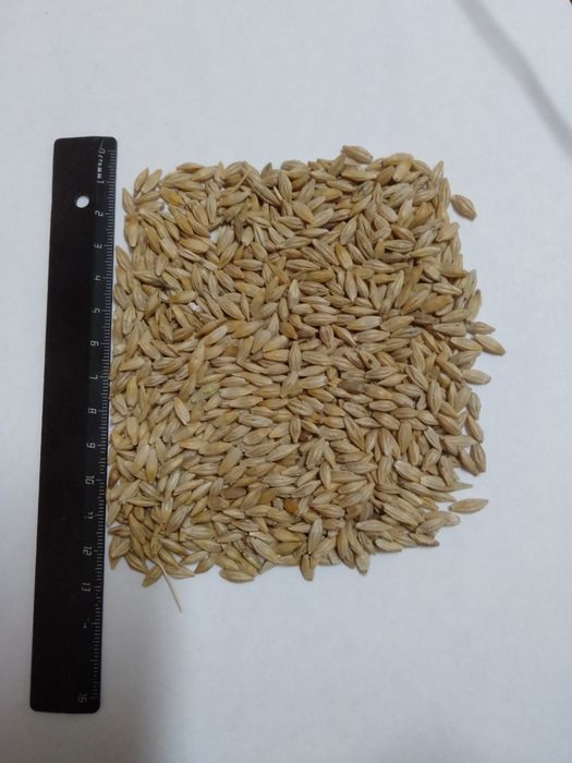 Продам ячмень, урожай 2022 года