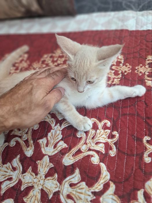 Котята домашние три месяца