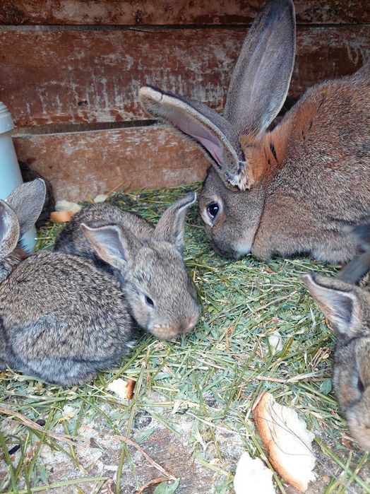 Vând iepurițe Urias German și Californiene