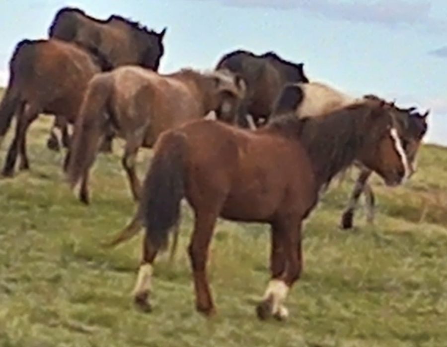 Сатам айғыр  асау