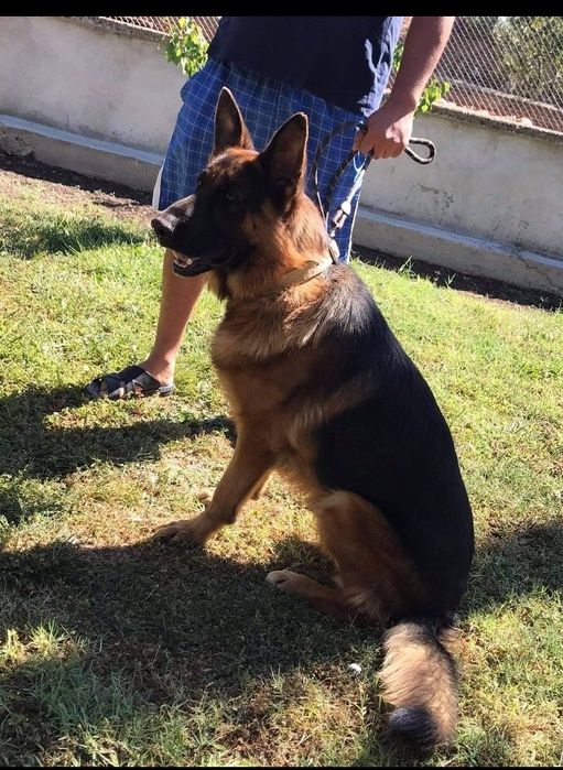 Мъжка немска овчарка