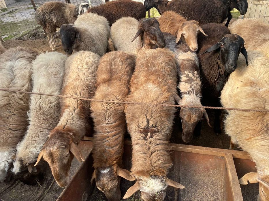 Qo'yla Sro'chna sotlad