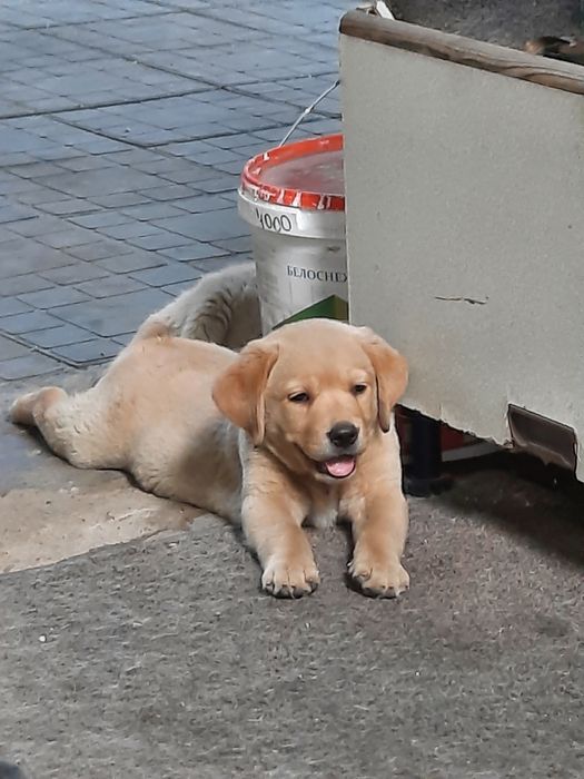 Вязка кабель лабрадор.