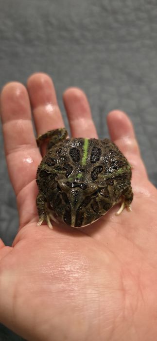 Terariu , pacman , bull frog