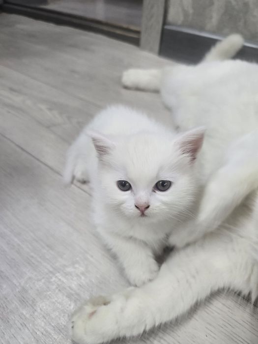 Катята скотиш страйт и британская страйт