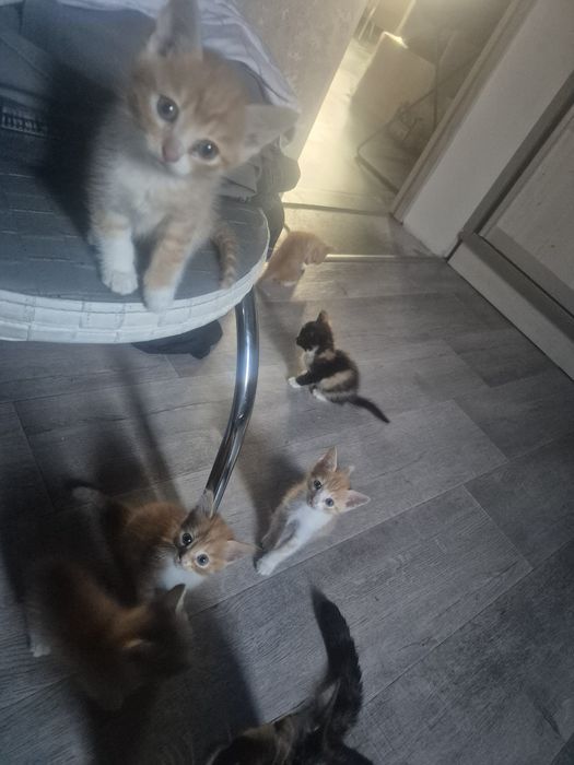 Отдам котят Ащибулак