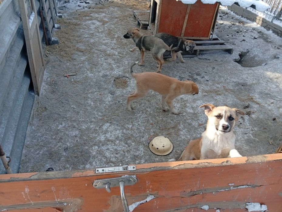 Отдам щенков бесплатно