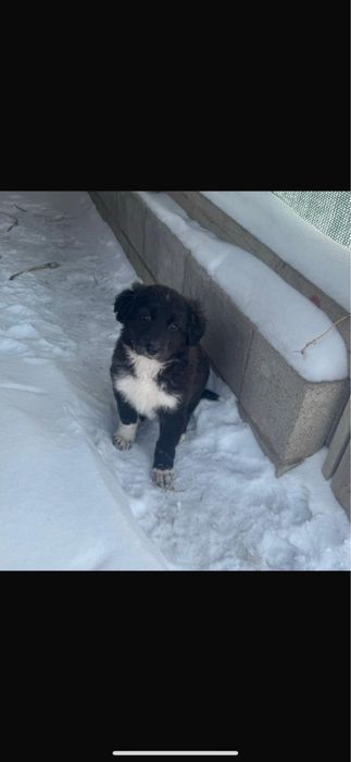 Отдам щенков , мама немецкая овчарка