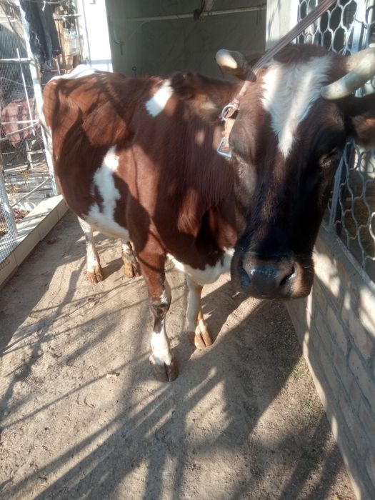 Bugoz sigir sotiladi