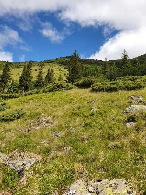 101 HA de Pasune alpina de vanzare cu izvoare de apa minerala in jud. Arges - Vedere 5